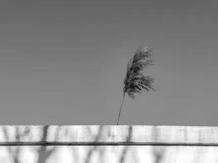 Kasino Napoli Mobilná aplikácia